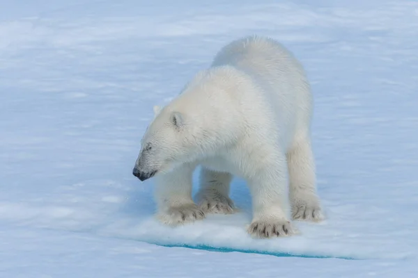 Kutup Denizinde Buzun Üzerinde Vahşi Bir Kutup Ayısı Yavrusu Yaklaş — Stok fotoğraf