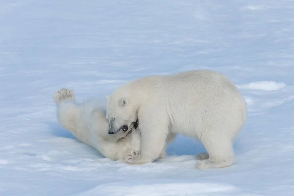 Zwei Junge Wilde Eisbärenjungen Beim Spielen Auf Packeis Der Arktis — Stockfoto