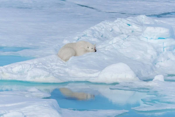 Ours Polaire Sauvage Couché Sur Banquise Nord Île Spitsbergen Svalbard — Photo