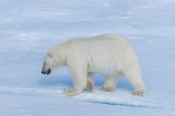 Filhote Urso Polar Selvagem Gelo Pacote Mar Ártico Close — Fotografia de Stock