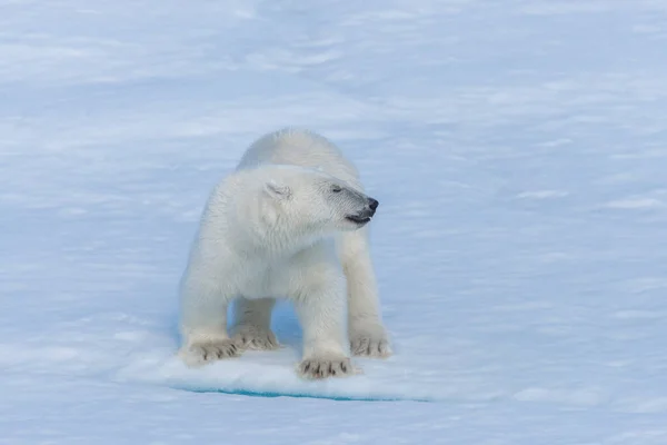 Wildes Eisbärbaby Auf Packeis Arktischen Meer Aus Nächster Nähe — Stockfoto