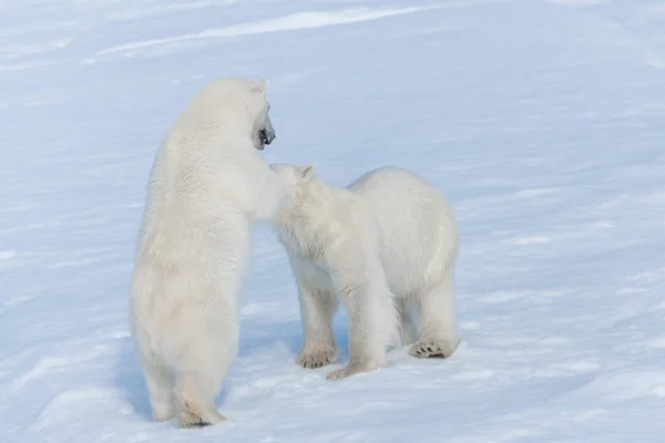 北極海の氷の上で遊んでいる2人の野生のホッキョクグマの赤ちゃんスヴァールバルの北 — ストック写真
