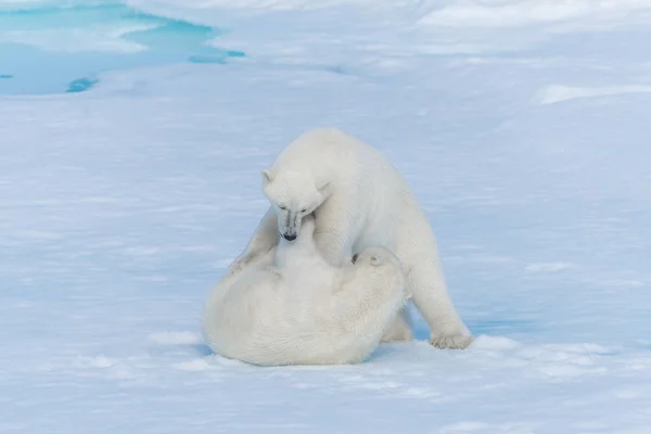 Dos Cachorros Osos Polares Salvajes Jugando Hielo Mar Ártico Norte —  Fotos de Stock