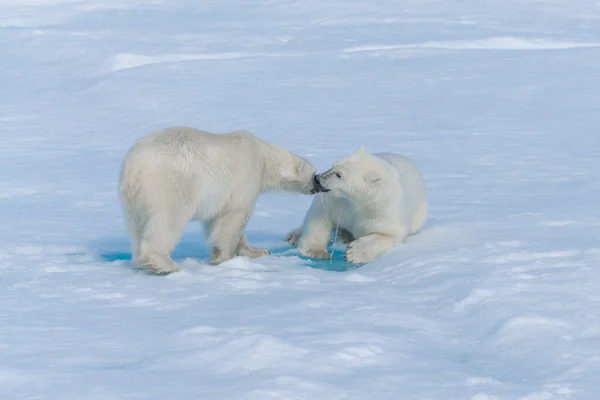 北極海の氷の上で遊んでいる2人の野生のホッキョクグマの赤ちゃんスヴァールバルの北 — ストック写真