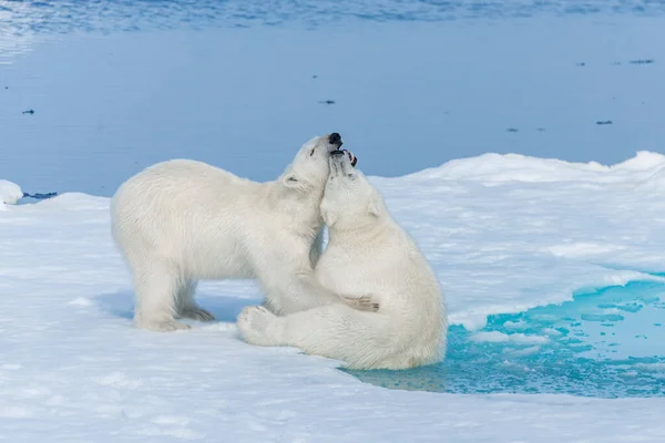 Twee Jonge Wilde Ijsberen Spelen Pakijs Arctische Zee Ten Noorden — Stockfoto