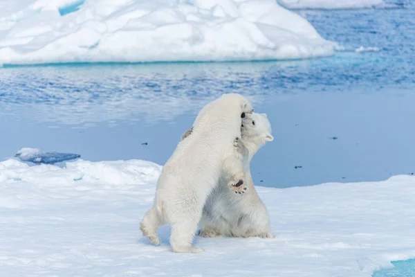 Dvě Mláďata Divokého Ledního Medvěda Hrají Ledě Arktickém Moři Severně — Stock fotografie
