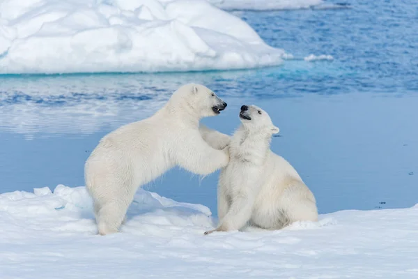 在斯瓦尔巴群岛北部的北冰洋 两只年轻的野生北极熊幼崽在冰块上玩耍 — 图库照片