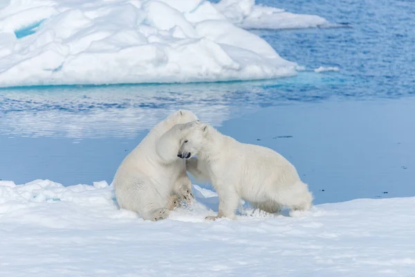 Twee Jonge Wilde Ijsberen Spelen Pakijs Arctische Zee Ten Noorden — Stockfoto