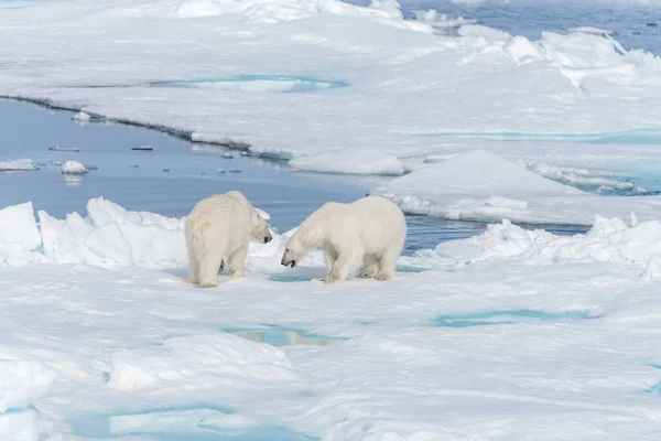 Twee Jonge Wilde Ijsberen Spelen Pakijs Arctische Zee Ten Noorden — Stockfoto