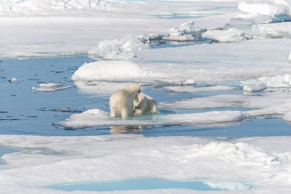 Dos Cachorros Osos Polares Salvajes Jugando Hielo Mar Ártico Norte — Foto de Stock