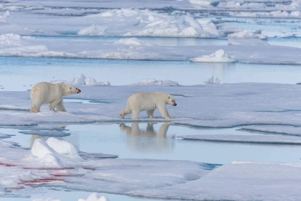 Δύο Άγριες Πολικές Αρκούδες Πηγαίνουν Στην Αγέλη Πάγου Βόρεια Του — Φωτογραφία Αρχείου