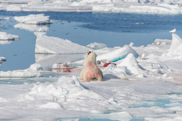 北極海の氷の上で遊んでいる2人の野生のホッキョクグマの赤ちゃんスヴァールバルの北 — ストック写真