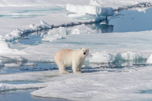 Urso Polar Molhado Que Vai Gelo Pacote Mar Ártico — Fotografia de Stock