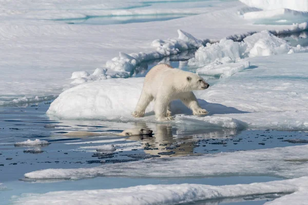 Dos Cachorros Osos Polares Salvajes Jugando Hielo Mar Ártico Norte —  Fotos de Stock