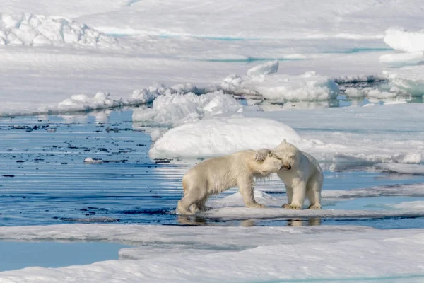 Two Young Wild Polar Bear Cubs Playing Pack Ice Arctic — Stock Photo, Image