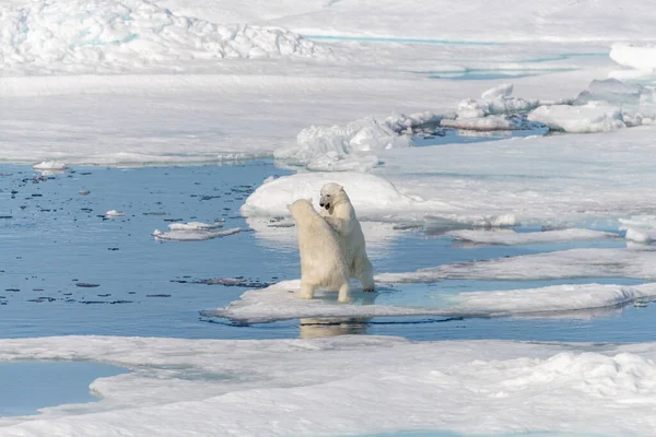 Dos Cachorros Osos Polares Salvajes Jugando Hielo Mar Ártico Norte —  Fotos de Stock