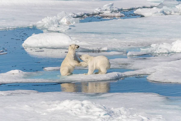 Twee Jonge Wilde Ijsberen Spelen Pakijs Arctische Zee Ten Noorden — Stockfoto