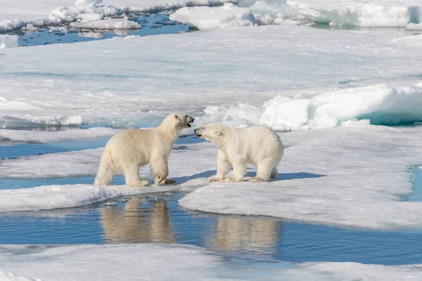 Twee Jonge Wilde Ijsberen Spelen Pakijs Arctische Zee Ten Noorden — Stockfoto