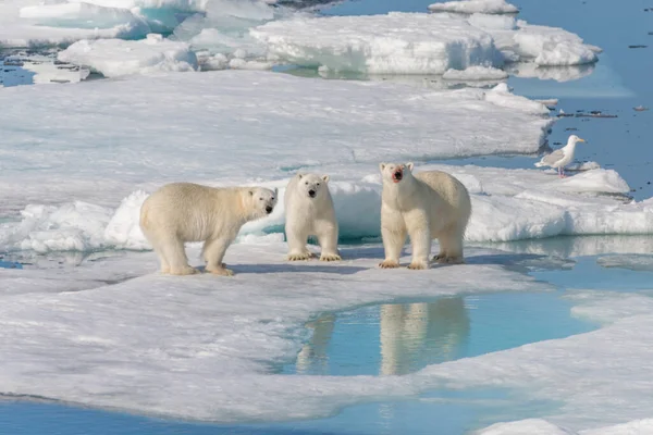 Urso Polar Selvagem Ursus Maritimus Mãe Dois Filhotes Gelo Pacote — Fotografia de Stock