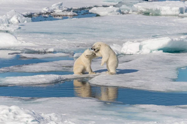 Twee Jonge Wilde Ijsberen Spelen Pakijs Arctische Zee Ten Noorden — Stockfoto