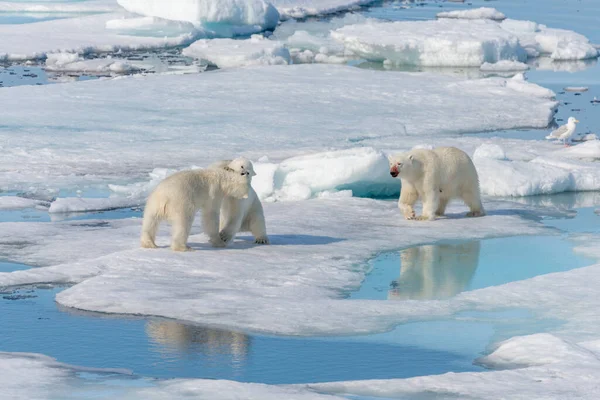 Urso Polar Selvagem Ursus Maritimus Mãe Dois Filhotes Gelo Pacote — Fotografia de Stock