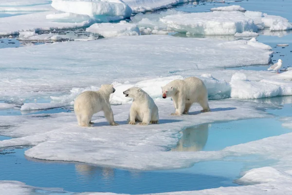 在挪威斯瓦尔巴北极北部 北极熊 Ursus Maritimus 的妈妈和两只幼熊正在结冰 — 图库照片