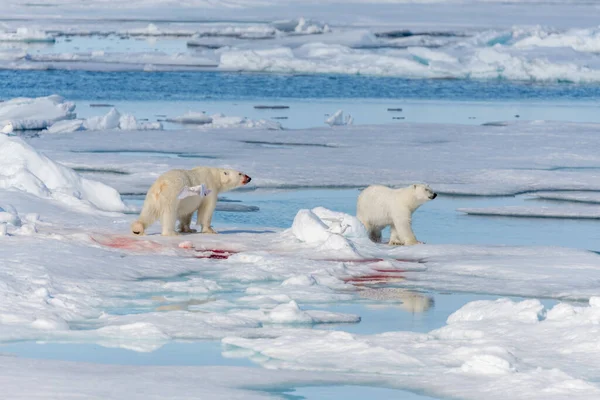 Orso Polare Selvatico Ursus Maritimus Madre Due Cuccioli Sul Pack — Foto Stock