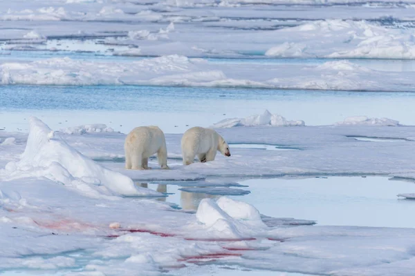 Két Vad Jegesmedve Spitsbergen Szigettől Északra Svalbard Ban — Stock Fotó
