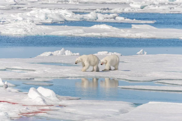 Dos Osos Polares Salvajes Que Van Manada Hielo Norte Isla — Foto de Stock
