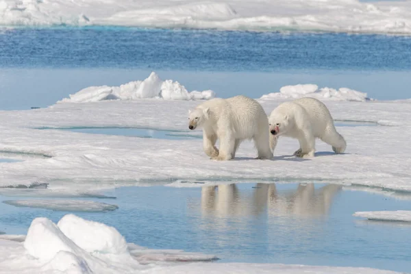 Twee Wilde Ijsberen Het Pakijs Ten Noorden Van Spitsbergen Island — Stockfoto