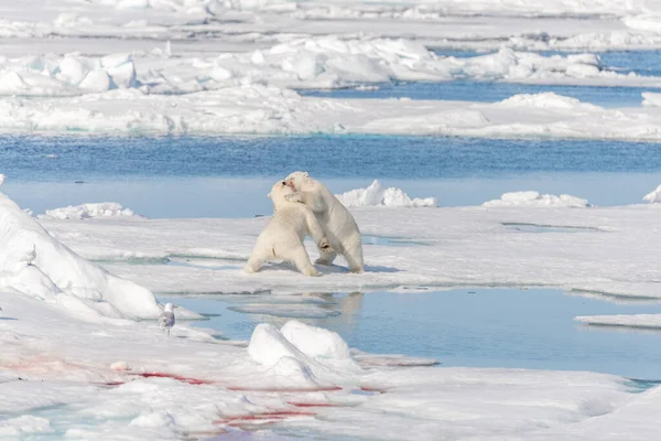 Δύο Νεαρά Άγρια Πολικά Αρκουδάκια Που Παίζουν Παγοκύστες Στην Αρκτική — Φωτογραφία Αρχείου
