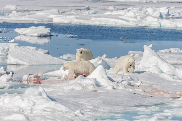 Matka Dzikiego Niedźwiedzia Polarnego Ursus Maritimus Dwoje Młodych Młodych Osobników — Zdjęcie stockowe