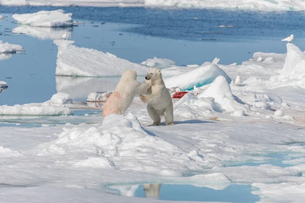 北極海の氷の上で遊んでいる2人の野生のホッキョクグマの赤ちゃんスヴァールバルの北 — ストック写真