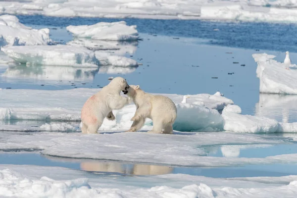 Δύο Νεαρά Άγρια Πολικά Αρκουδάκια Που Παίζουν Παγοκύστες Στην Αρκτική — Φωτογραφία Αρχείου