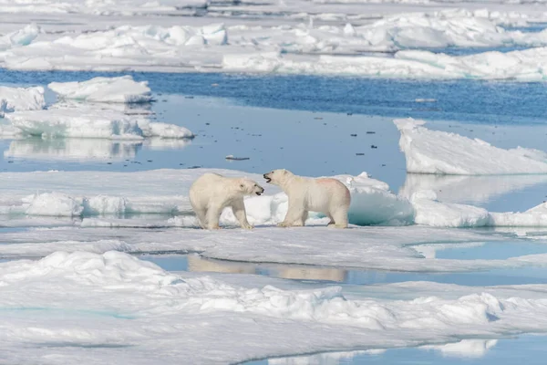 Dos Cachorros Osos Polares Salvajes Jugando Hielo Mar Ártico Norte — Foto de Stock