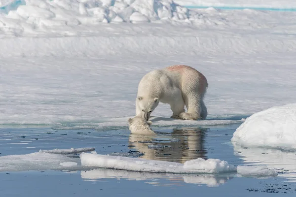 北極海の氷の上で遊んでいる2人の野生のホッキョクグマの赤ちゃんスヴァールバルの北 — ストック写真