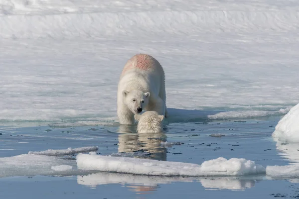 Двоє Диких Білих Ведмедів Граються Пательному Льоду Арктичному Морі Північ — стокове фото