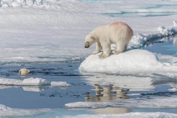 Dos Cachorros Osos Polares Salvajes Jugando Hielo Mar Ártico Norte — Foto de Stock