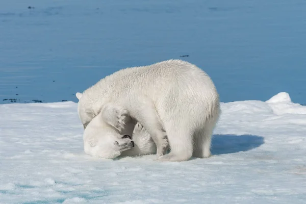 Twee Jonge Wilde Ijsberen Spelen Pakijs Arctische Zee Ten Noorden — Stockfoto
