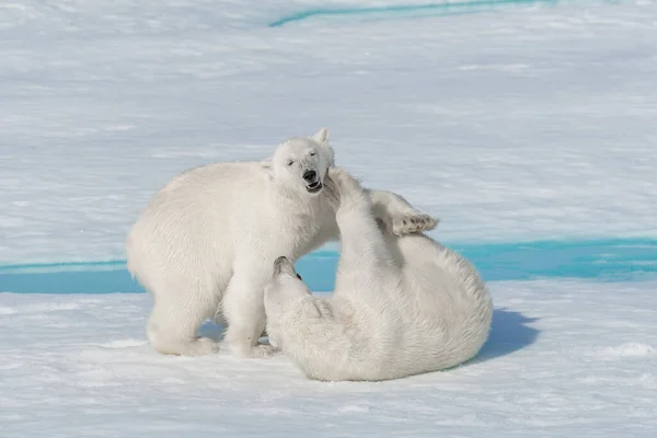 Twee Jonge Wilde Ijsberen Spelen Pakijs Arctische Zee Ten Noorden — Stockfoto