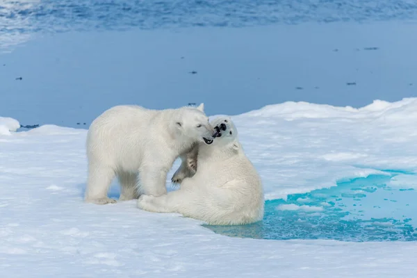 Two Young Wild Polar Bear Cubs Playing Pack Ice Arctic — Stock Photo, Image