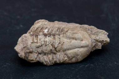 Fosil. Taşta Trilobit izi var. Paleontoloji