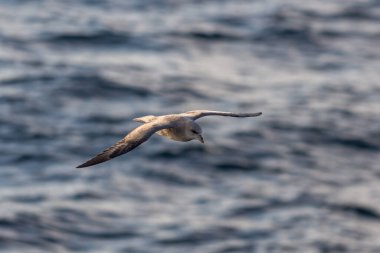Kuzey Fulmar Svalbard 'da Kuzey Kutup Denizi üzerinde uçuyor.