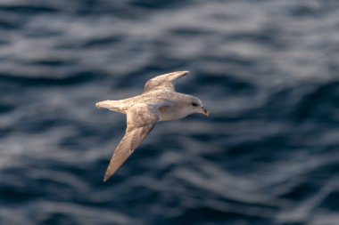 Kuzey Fulmar Svalbard 'da Kuzey Kutup Denizi üzerinde uçuyor.