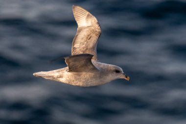 Kuzey Fulmar Svalbard 'da Kuzey Kutup Denizi üzerinde uçuyor.