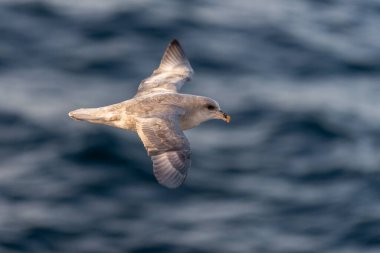 Kuzey Fulmar Svalbard 'da Kuzey Kutup Denizi üzerinde uçuyor.