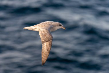 Kuzey Fulmar Svalbard 'da Kuzey Kutup Denizi üzerinde uçuyor.