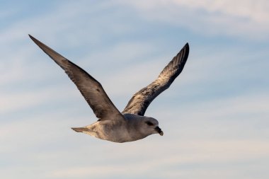 Kuzey Fulmar Svalbard 'da Kuzey Kutup Denizi üzerinde uçuyor.