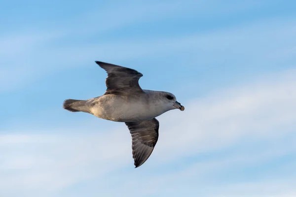 Norte Fulmar Volando Sobre Mar Ártico Svalbard —  Fotos de Stock