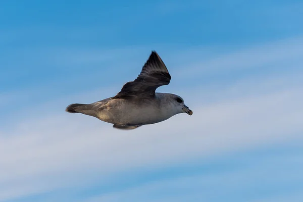 Nördlicher Fulmar Fliegt Über Dem Arktischen Meer Auf Spitzbergen — Stockfoto